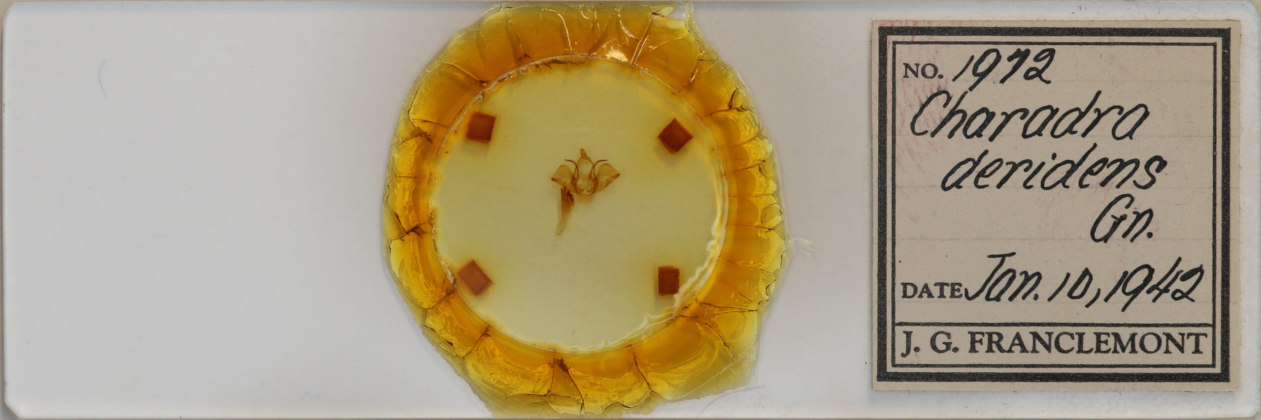 slide view of adult Charadra deridens