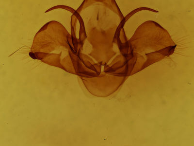 genitalia view of adult Charadra deridens