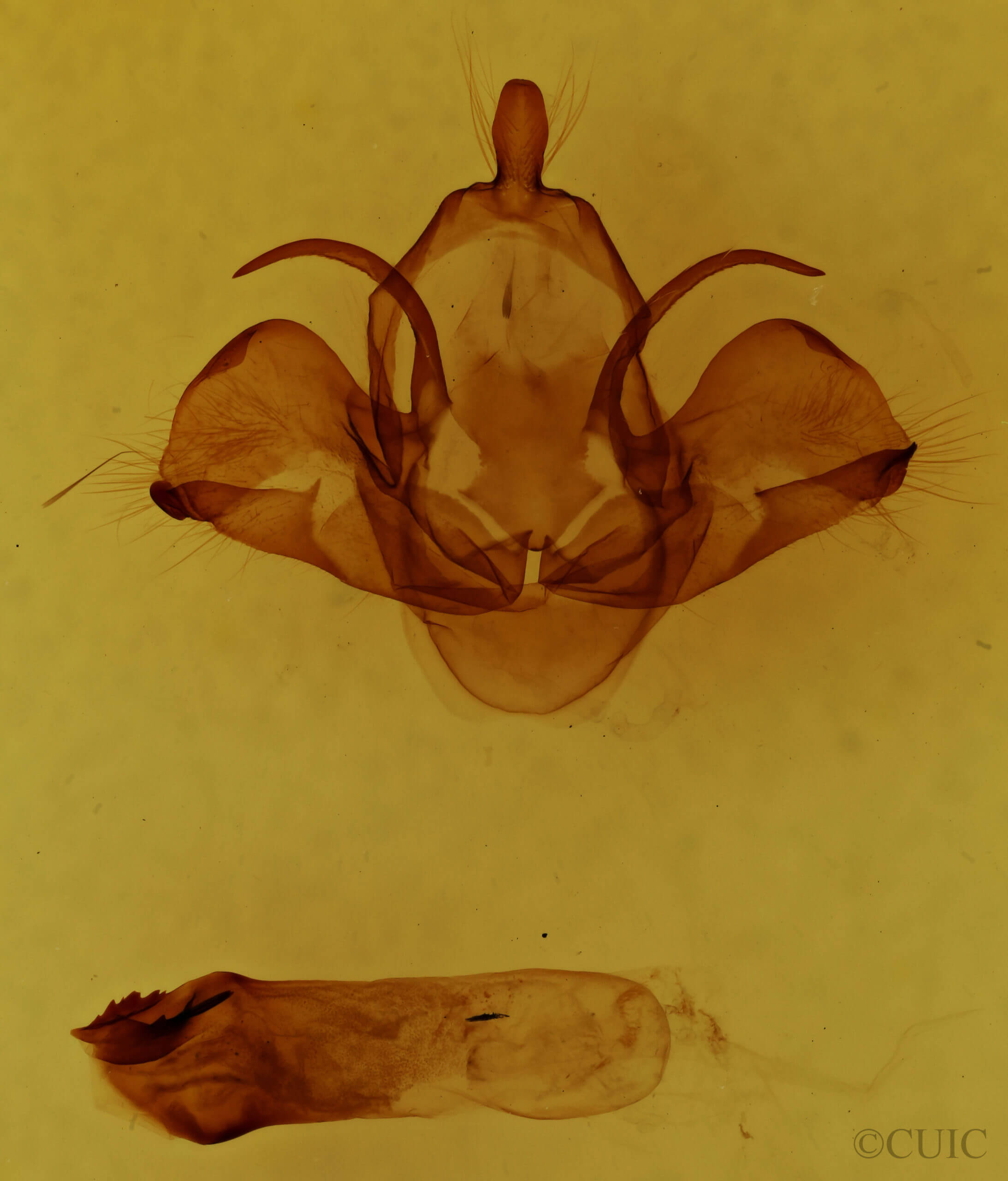 genitalia view of adult Charadra deridens