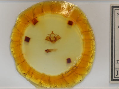 slide view of adult Charadra deridens