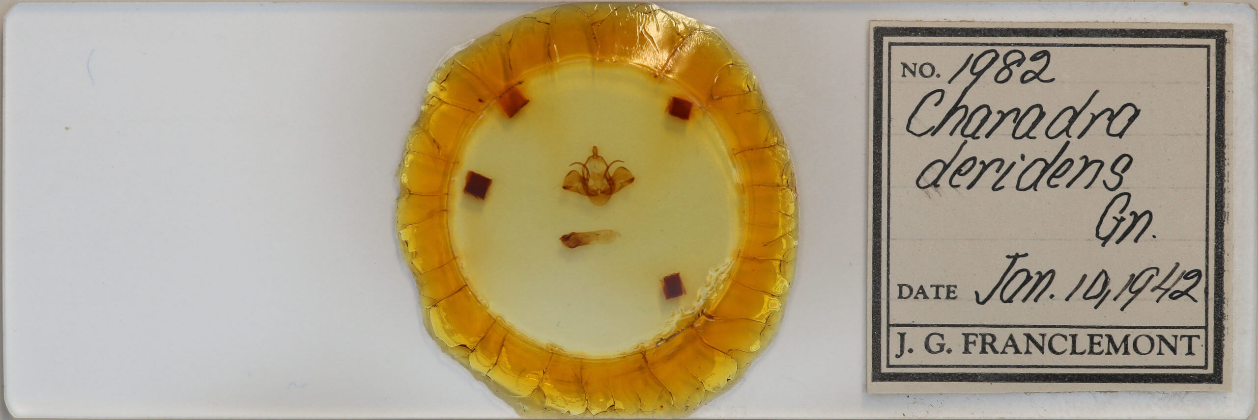 slide view of adult Charadra deridens