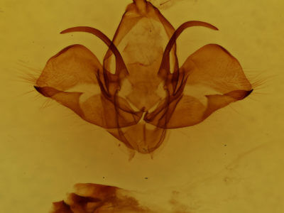 genitalia view of adult Charadra deridens