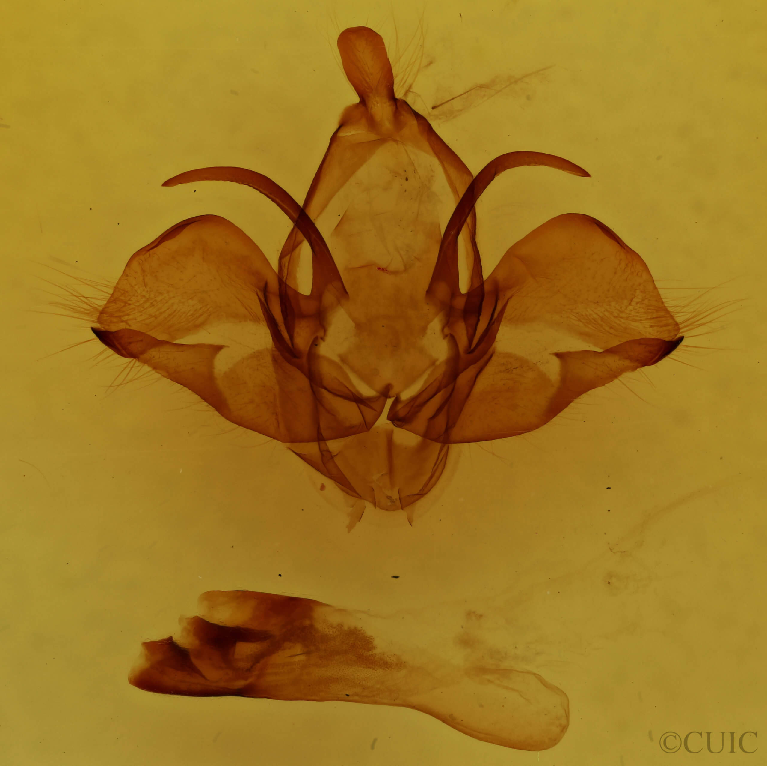 genitalia view of adult Charadra deridens