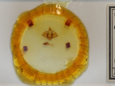 slide view of adult Charadra deridens