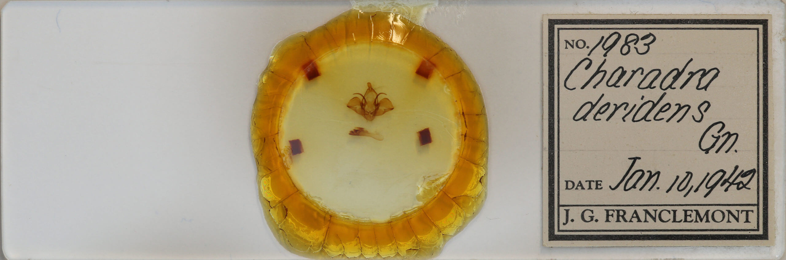 slide view of adult Charadra deridens