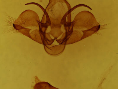 genitalia view of adult Charadra deridens
