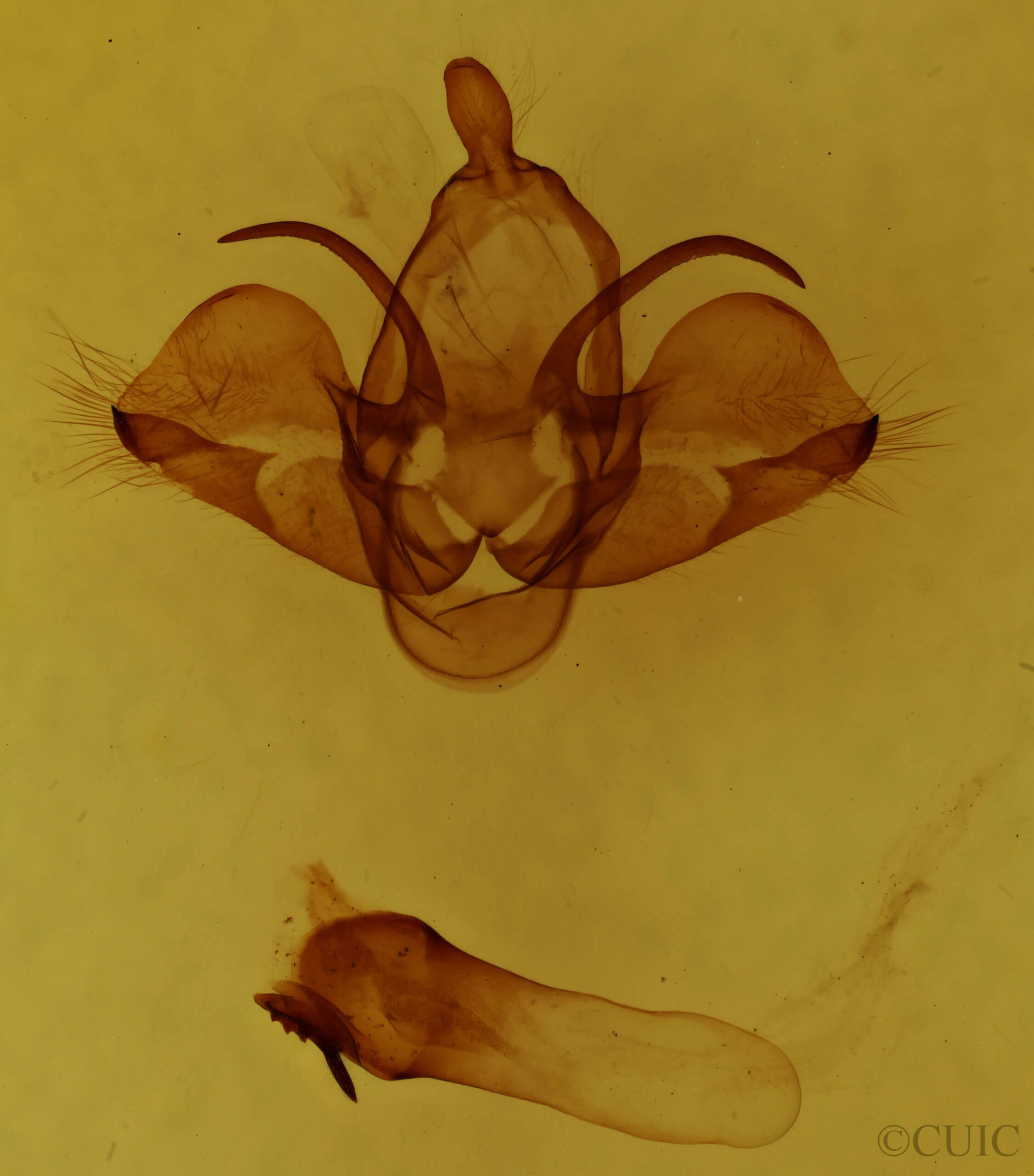 genitalia view of adult Charadra deridens