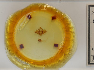 slide view of adult Charadra deridens