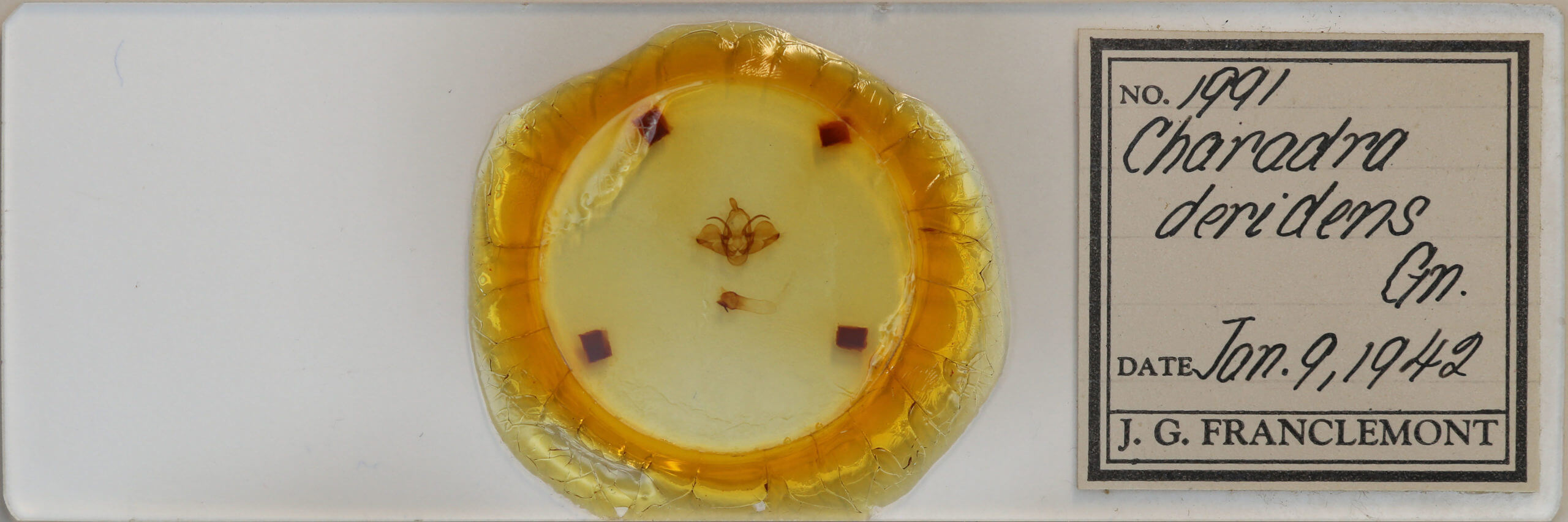 slide view of adult Charadra deridens