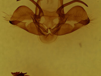 genitalia view of adult Charadra deridens