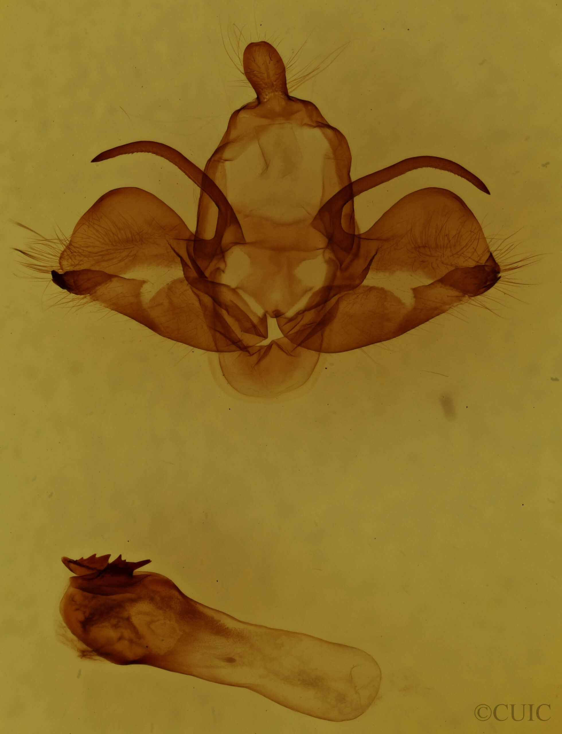 genitalia view of adult Charadra deridens
