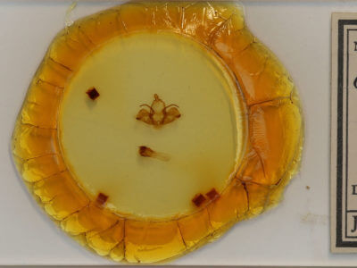 slide view of adult Charadra deridens