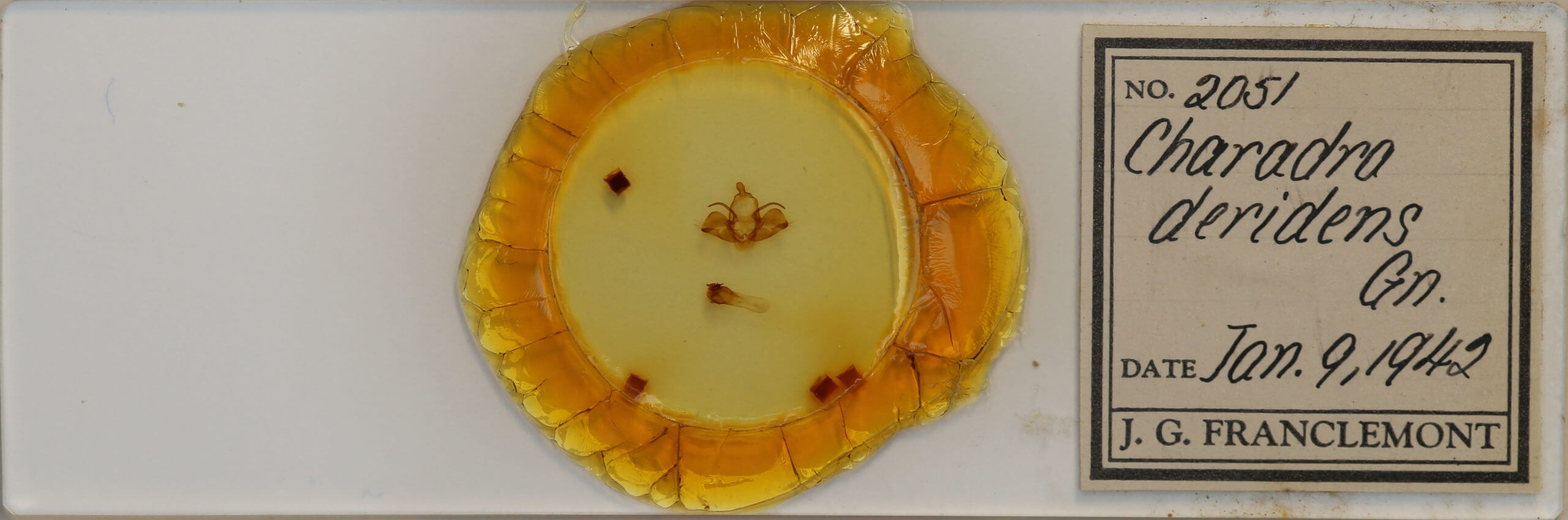 slide view of adult Charadra deridens