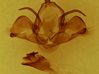 genitalia view of adult Charadra deridens