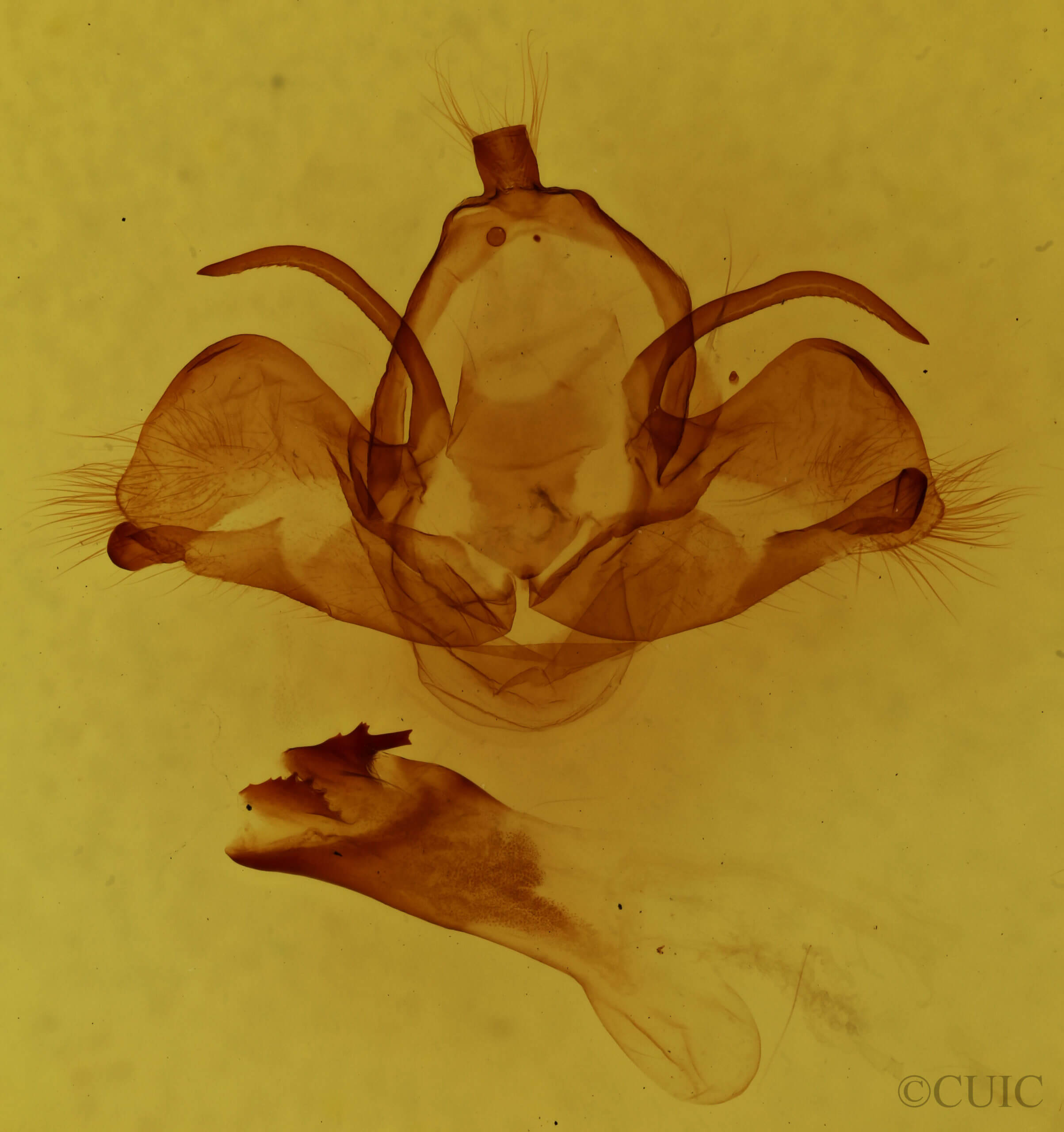 genitalia view of adult Charadra deridens