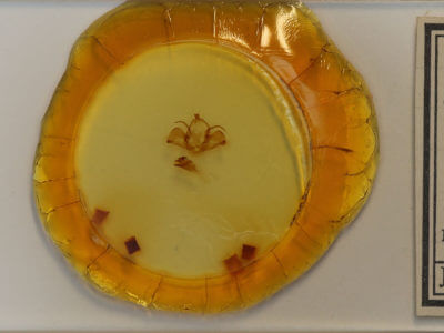 slide view of adult Charadra deridens