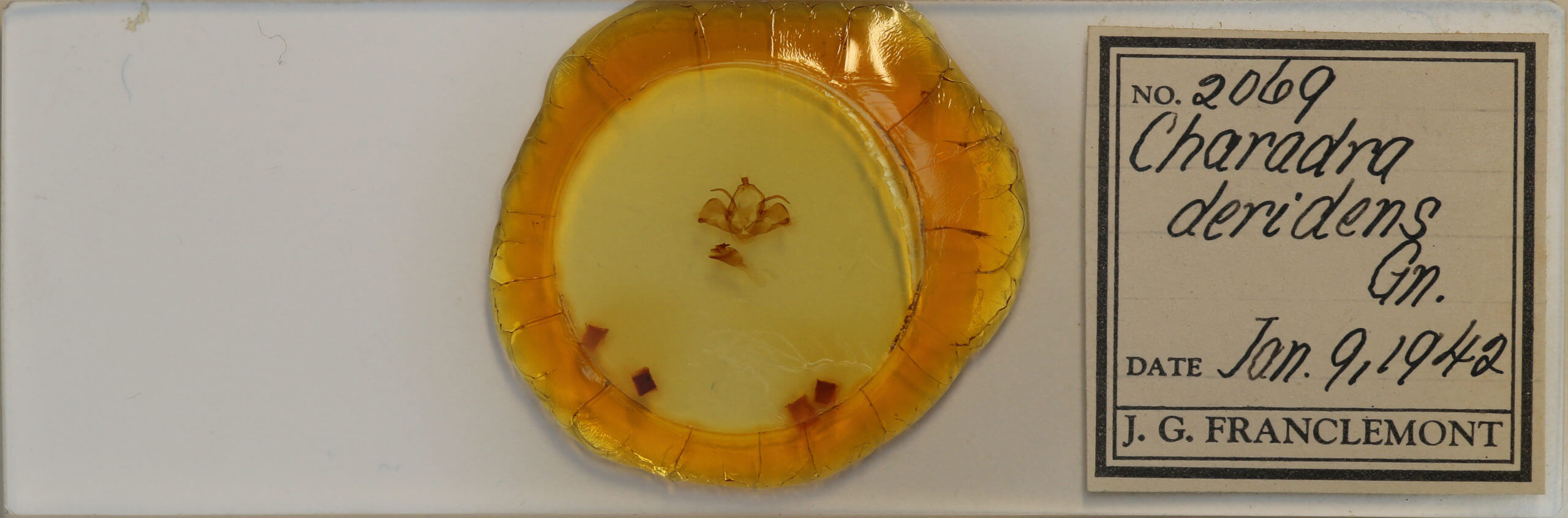 slide view of adult Charadra deridens