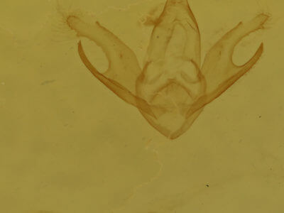 genitalia view of adult Chytolita morbidalis