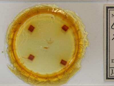 slide view of adult Chytolita morbidalis