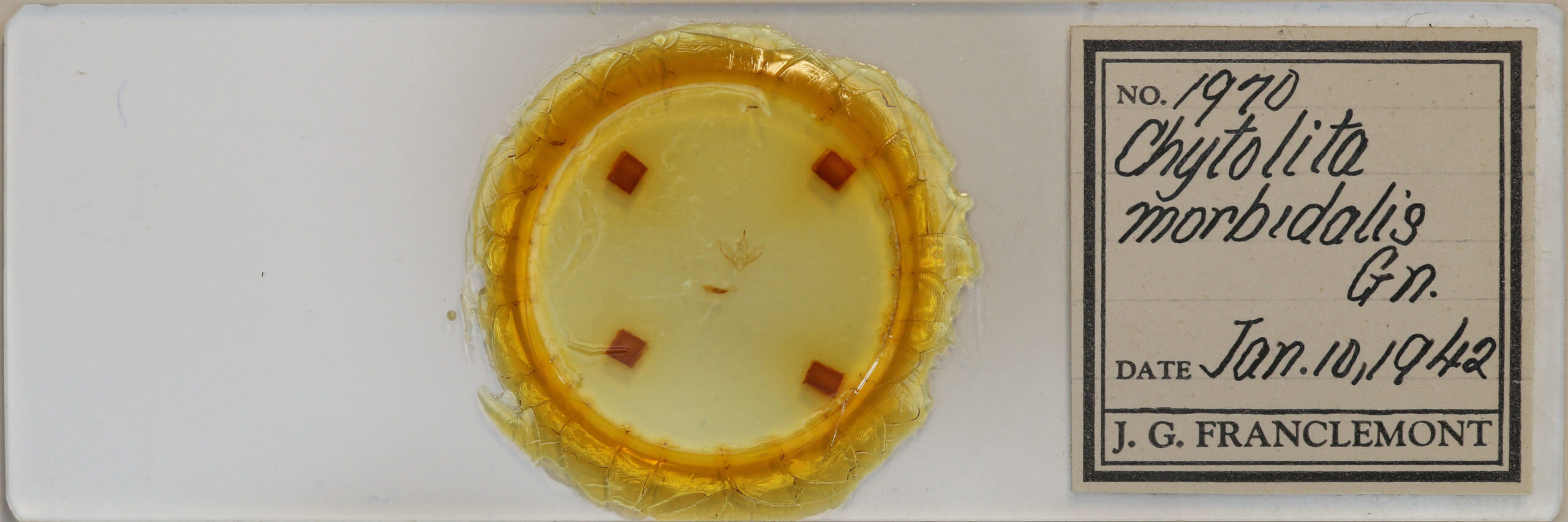 slide view of adult Chytolita morbidalis