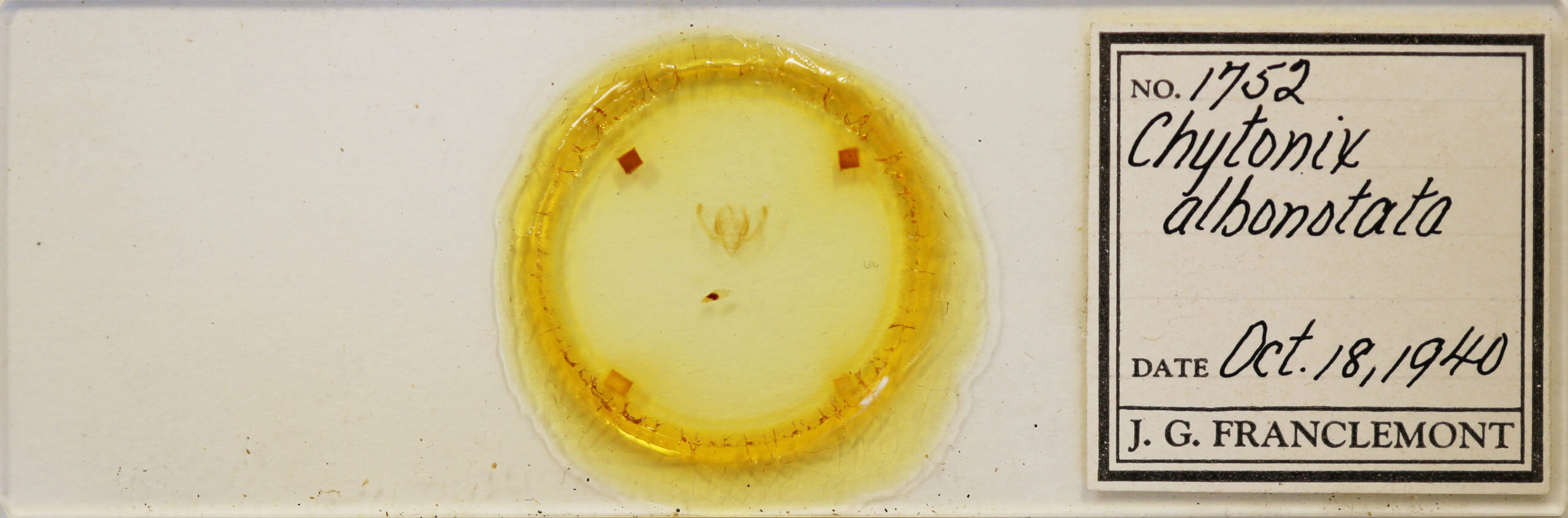slide view of adult Chytonix albonotata