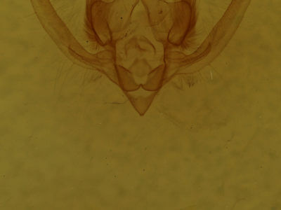 genitalia view of adult Chytonix albonotata