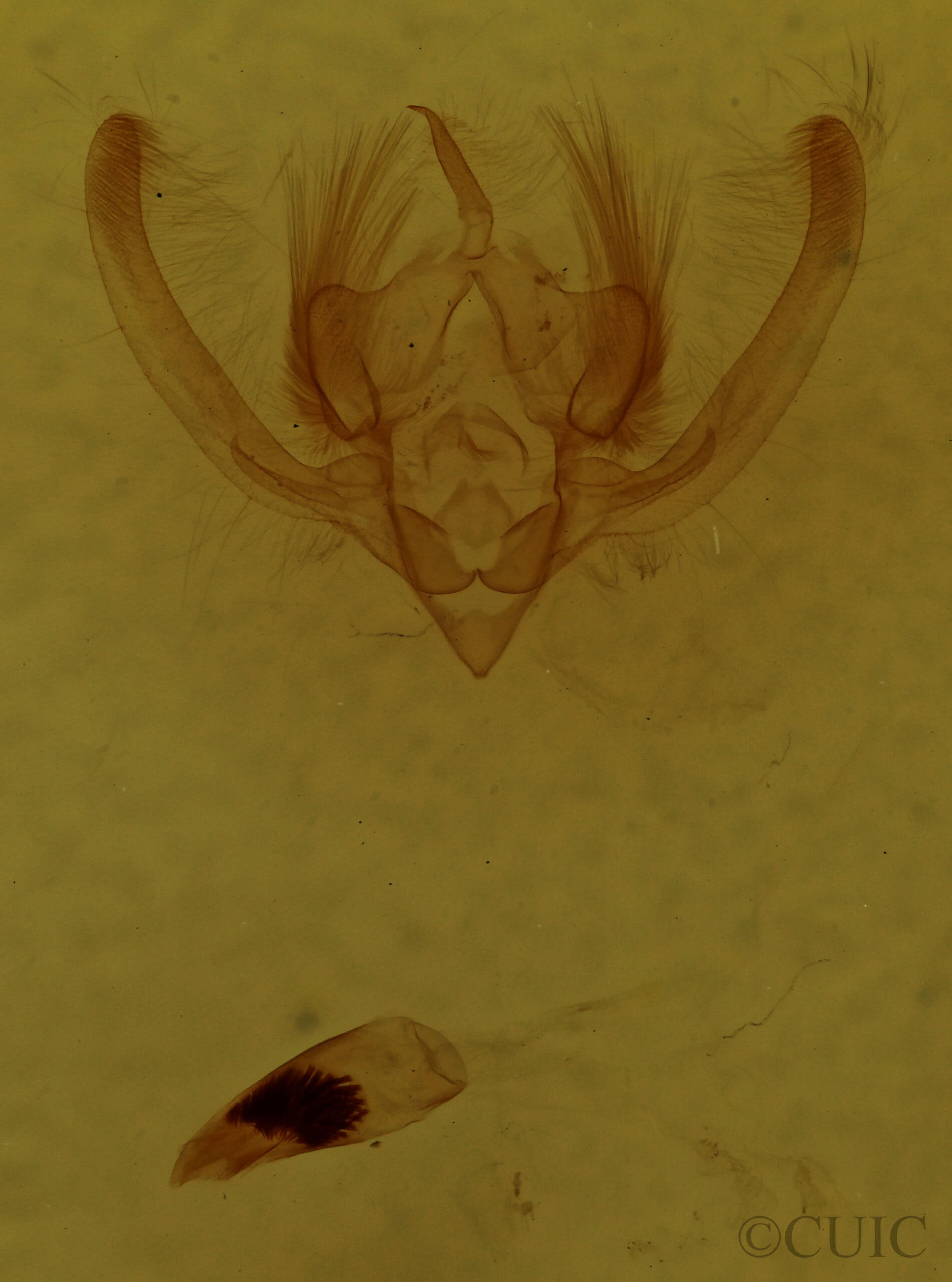 genitalia view of adult Chytonix albonotata