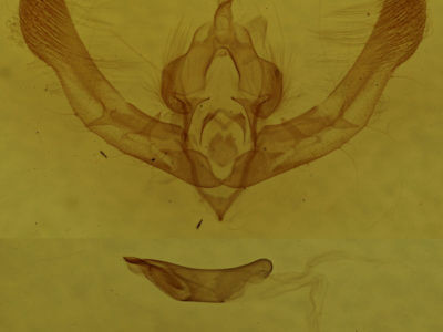 genitalia view of adult Chytonix palliatricula