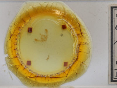 slide view of adult Chytonix palliatricula