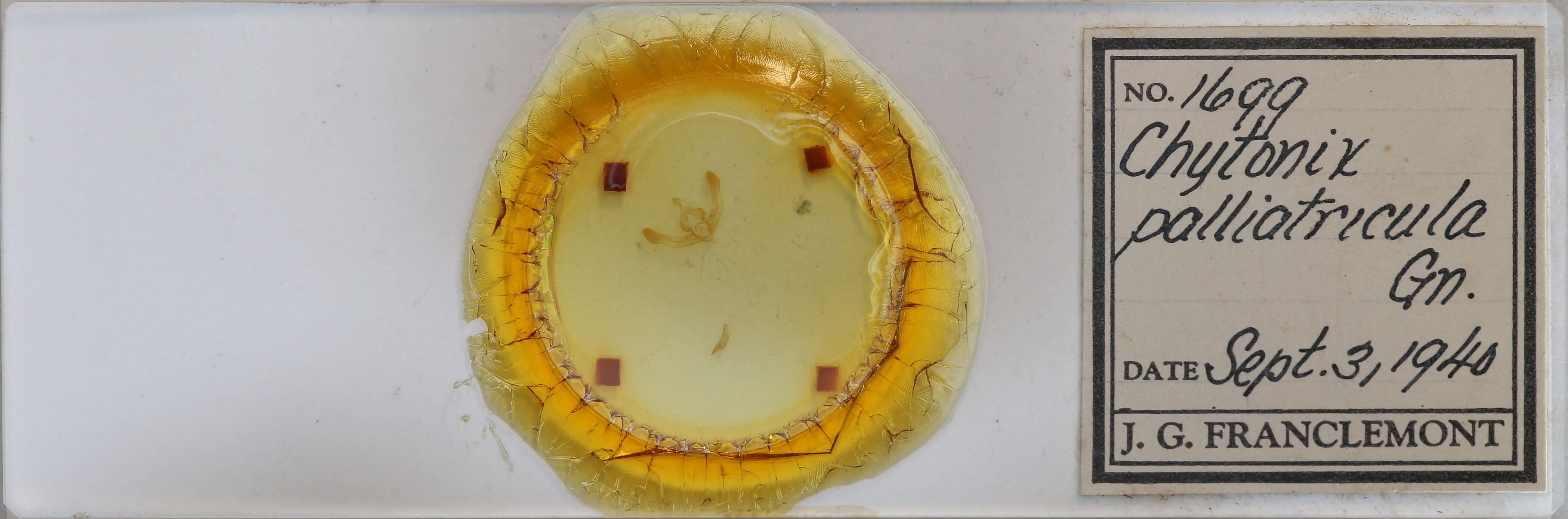 slide view of adult Chytonix palliatricula