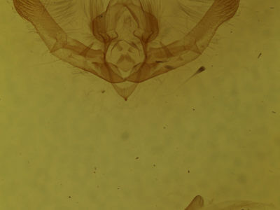 genitalia view of adult Chytonix palliatricula