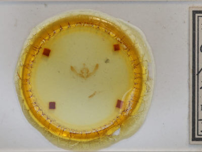 slide view of adult Chytonix palliatricula