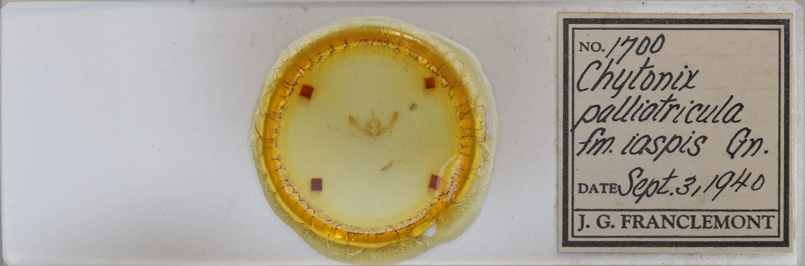 slide view of adult Chytonix palliatricula