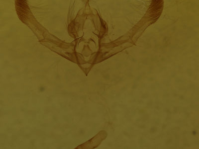 genitalia view of adult Chytonix palliatricula