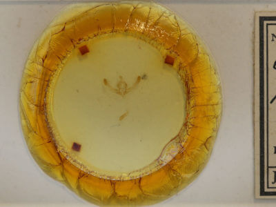 slide view of adult Chytonix palliatricula