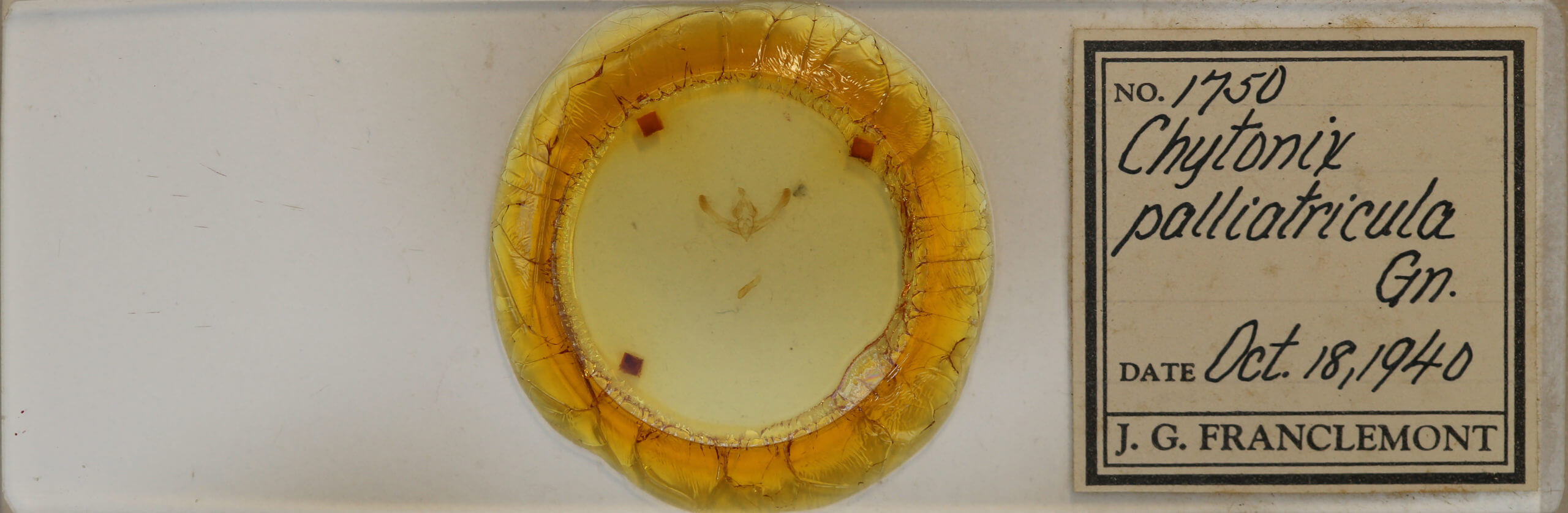 slide view of adult Chytonix palliatricula