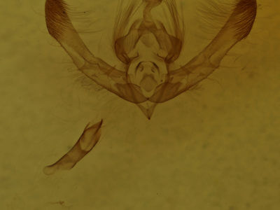 genitalia view of adult Chytonix palliatricula