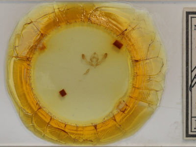 slide view of adult Chytonix palliatricula