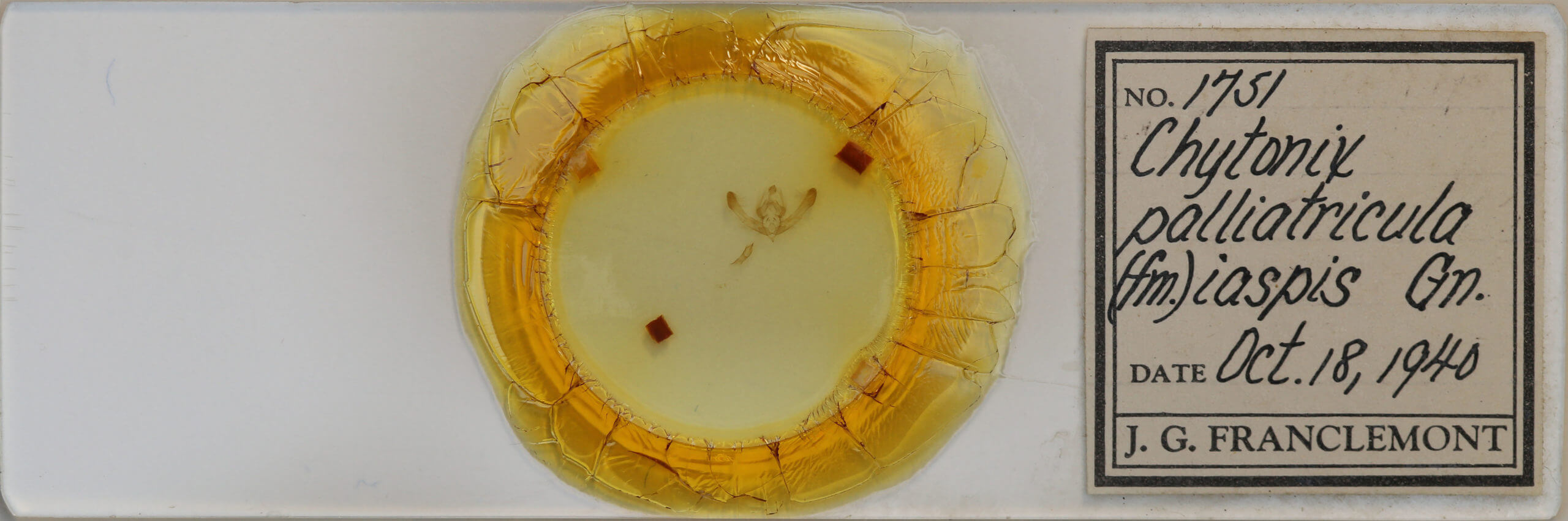 slide view of adult Chytonix palliatricula