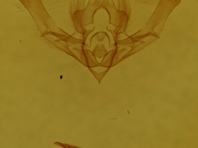 genitalia view of adult Chytonix palliatricula