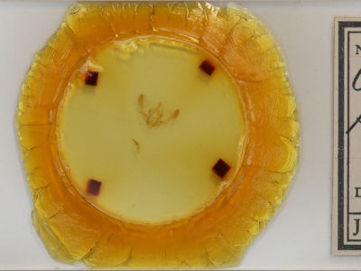 slide view of adult Chytonix palliatricula