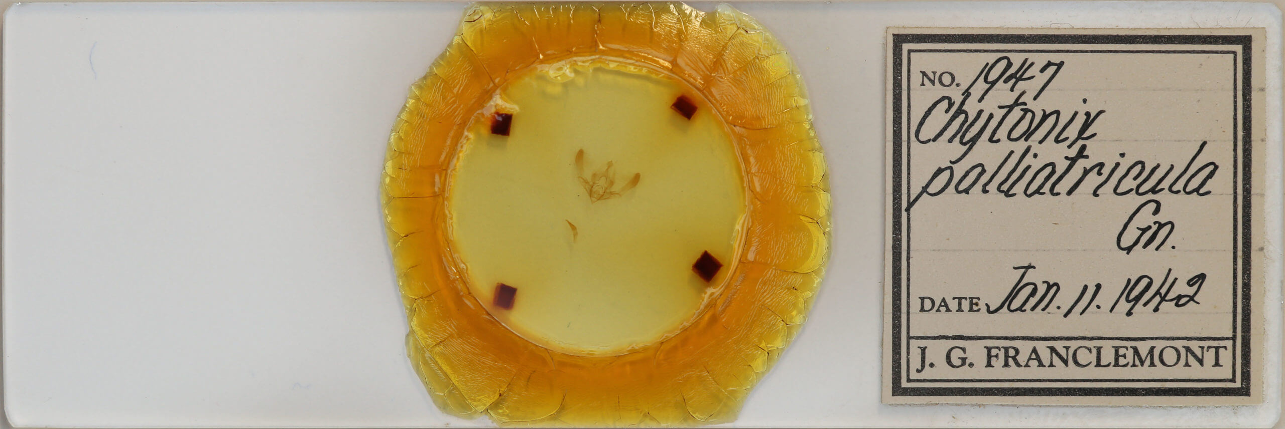 slide view of adult Chytonix palliatricula