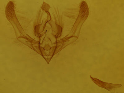 genitalia view of adult Chytonix palliatricula