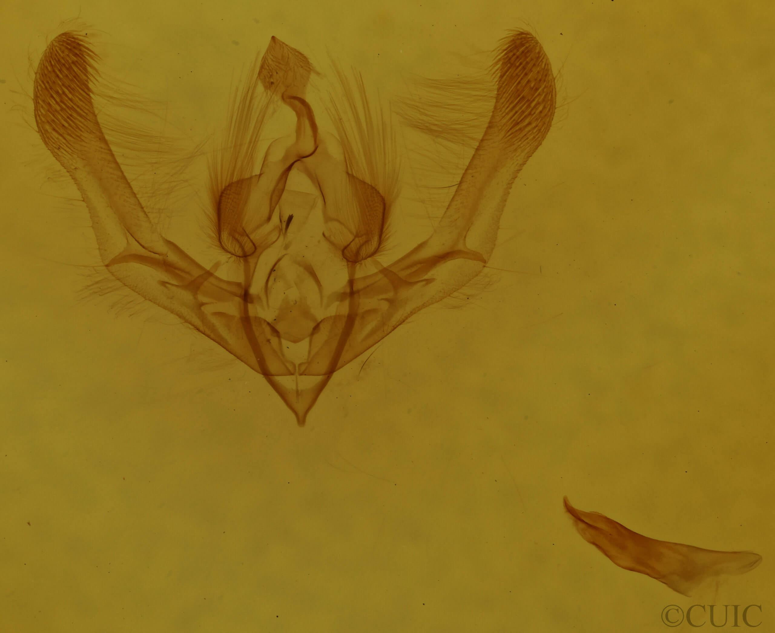 genitalia view of adult Chytonix palliatricula