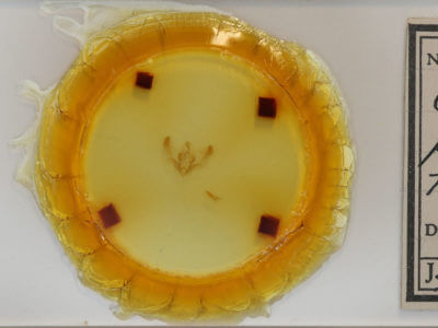 slide view of adult Chytonix palliatricula