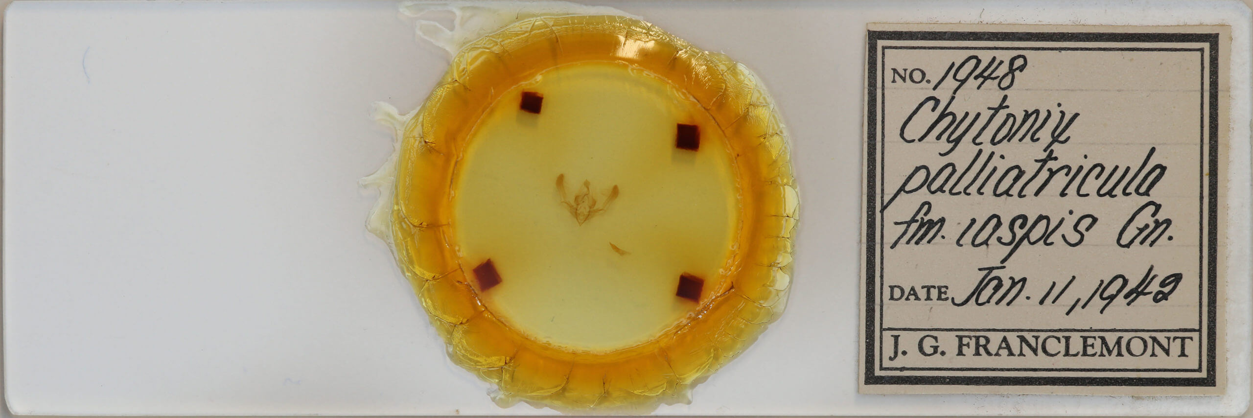 slide view of adult Chytonix palliatricula