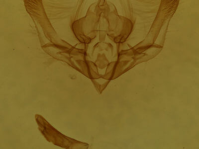 genitalia view of adult Chytonix palliatricula