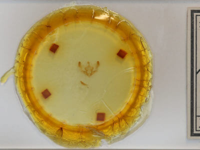 slide view of adult Chytonix palliatricula