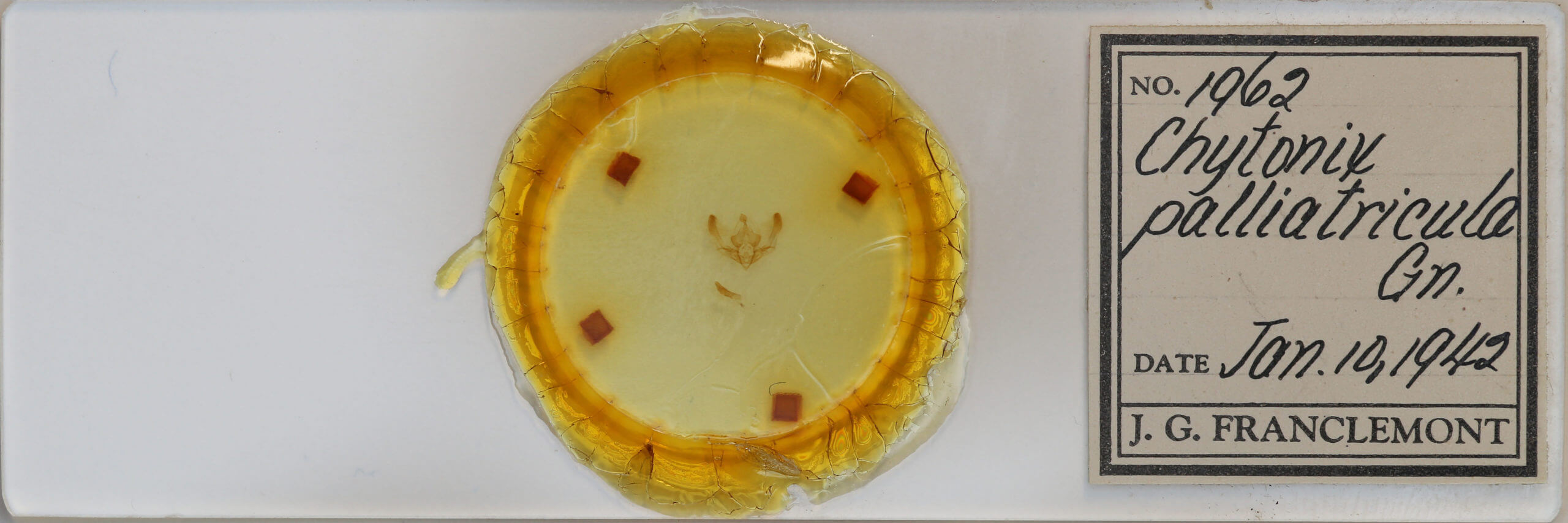 slide view of adult Chytonix palliatricula