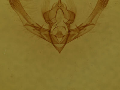 genitalia view of adult Chytonix palliatricula